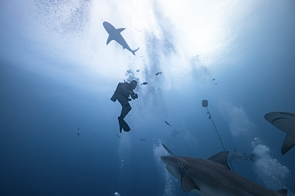 Bull Shark Experience 1 Tank